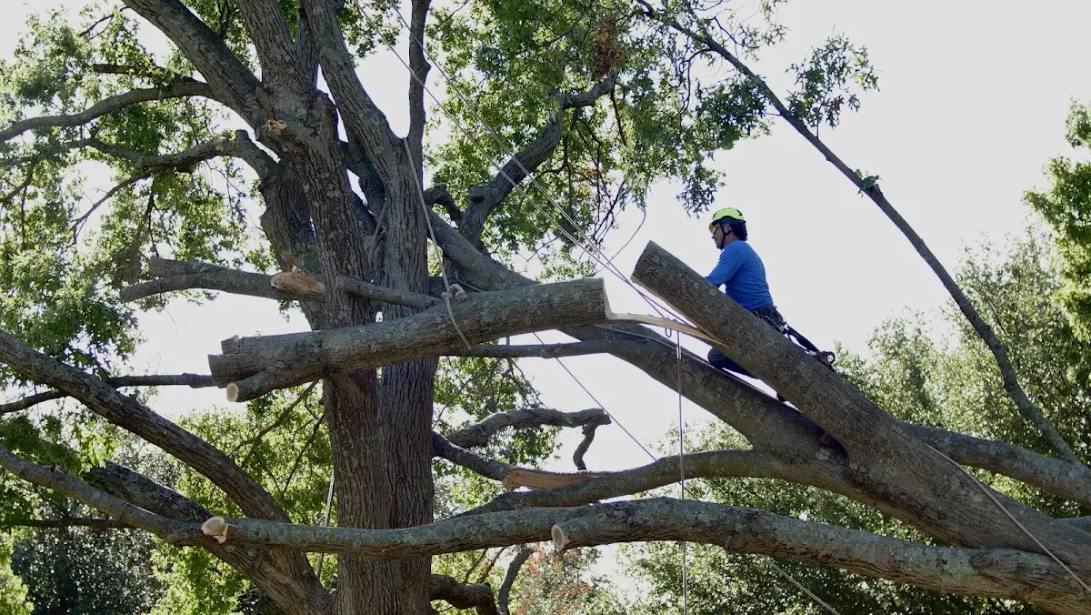Professional Hazardous Tree Removal performed by certified arborists in Milano